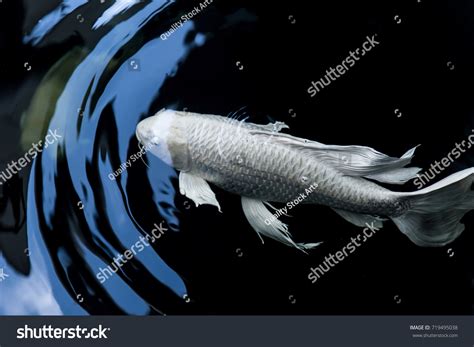 Butterfly Koi Fish White Platinum Color Stock Photo 719495038