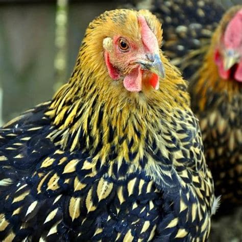 Gold Laced Wyandotte Pickering Valley Feed Farm Store