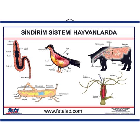 Edulab Hayvanlarda Sindirim Sistemi Levhası Fiyatı