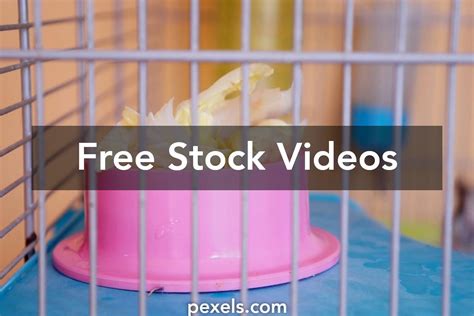 Hamster Eating Videos Download The Best Free 4k Stock Video Footage