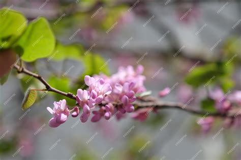 Premium Photo | Flowers on the tree pongamia pinnata