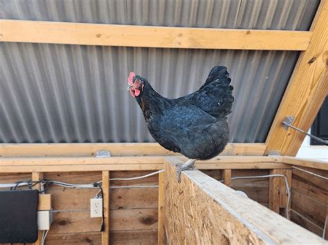 Black Sex Link Chicken Breed The Ultimate Guide