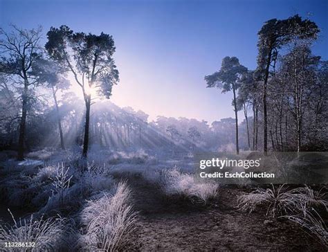 466 In Oisterwijk Holland Stock Photos, High-Res Pictures, and Images ...