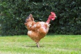 Naked Neck Turken Chicken Breed Profile Pictures