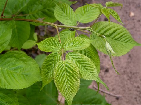 Rubus allegheniensis - Изображение особи - Плантариум