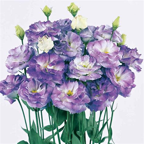 Lisianthus Reina Sakata Ornamentals Asia