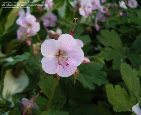 Plantfiles Pictures Geranium Bigroot Geranium Bulgarian Geranium