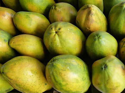 How To Start Pawpaw Farming In Nigeria Or Africa Complete Guide