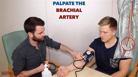 Palpate Brachial Pulse