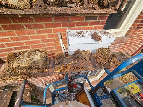 Bowers - A Once-in-a-Lifetime Find: 700,000 Bees Saved in Historic