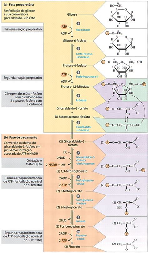 Glicogenolise Glicogenese - Via Da Glicogenolise Biochimica II Capitolo 15