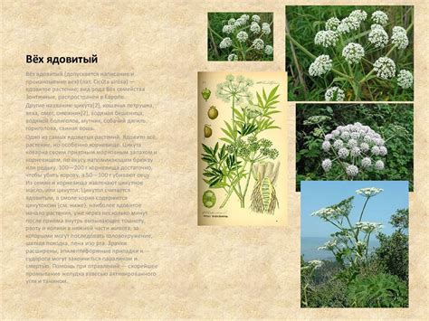 Ядовитые Растения - online presentation
