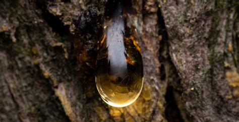 How to Remove Tree Sap From Skin - MSJD Services