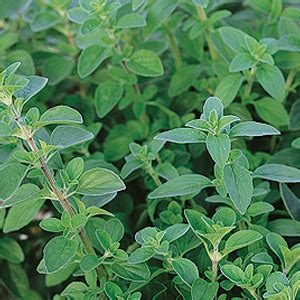 oregano italian westwind gardens