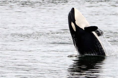 Orcas Collide With Boats During Sailing Race In More Killer Whale Attacks