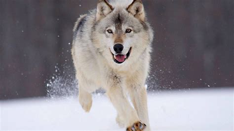 1080P Wolf Wallpaper - WallpaperSafari