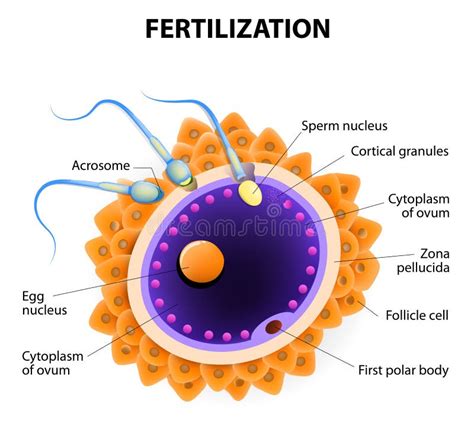 Fertilization Penetration Sperm Cell Of The Egg Stock Vector Image