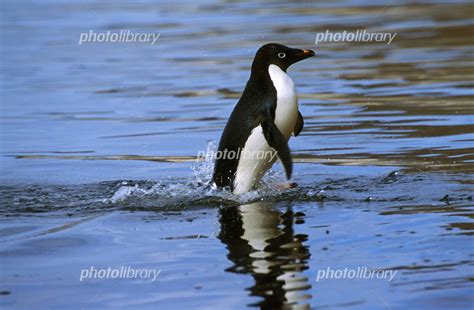 photolibrary
