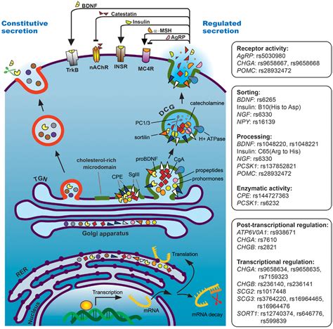 Frontiers The Regulated Secretory Pathway And Human Disease Insights