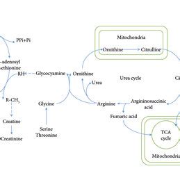 Bridging Role Of The Urea Cycle In Amino Acid Metabolism TCA Cycle