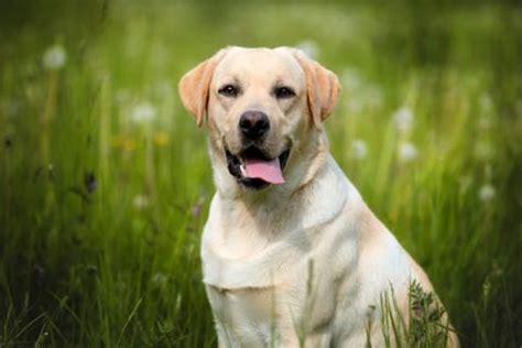 Labrador Retriever Todo lo que has de Saber y Características