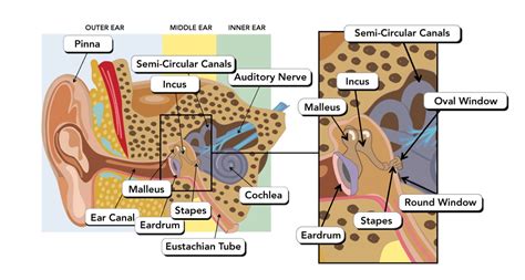 Ear Drum Anatomy Anatomy And Function Of The Ear