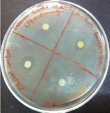 Antibacterial Assay Of P Minima Leaves Against C Amalonaticus