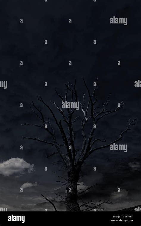 bleak landscape  tree  res stock photography  images alamy