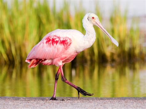 Roseate Spoonbill | Audubon Field Guide