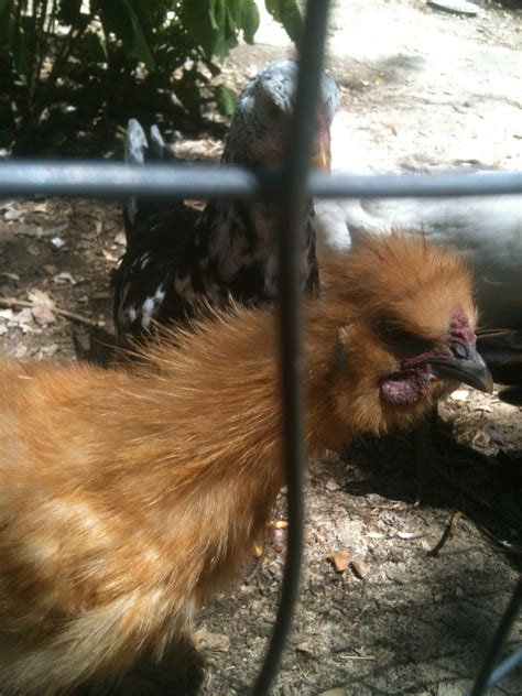 Guess The Sex BackYard Chickens Learn How To Raise Chickens