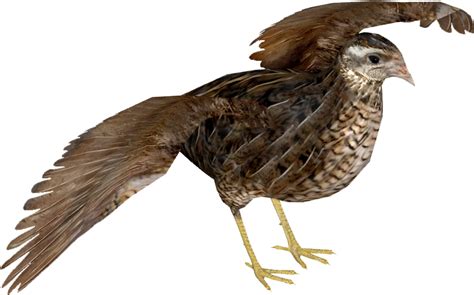 Картинка перепелка для детей на прозрачном фоне