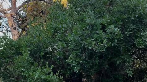 Vidéos porno Les plus récentes bareback Gay gratuites xHamster