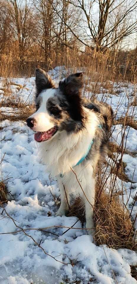 Reproduktor Border Collie ZKwP FCI Warszawa Wawer OLX Pl