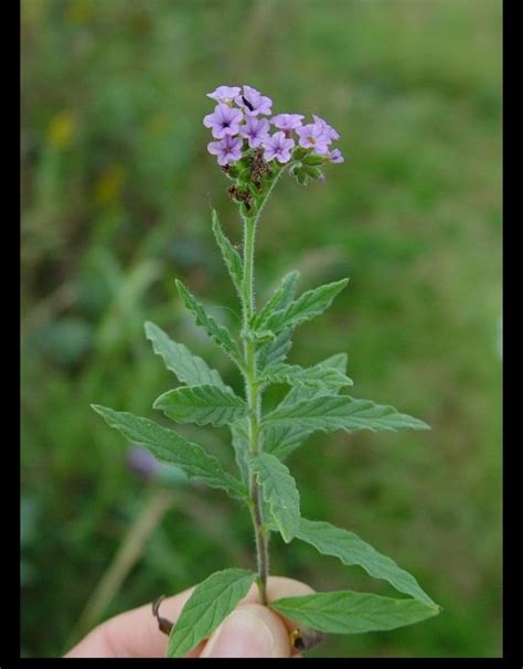 Uso de planta é recomendado para inflamações de pele úlceras e feridas