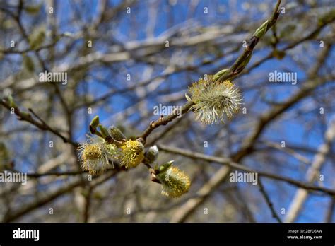 FURRY CATKINS OF THE PUSSY WILLOW Salix IN SPRING WITH A CLEAR BLUE SKY