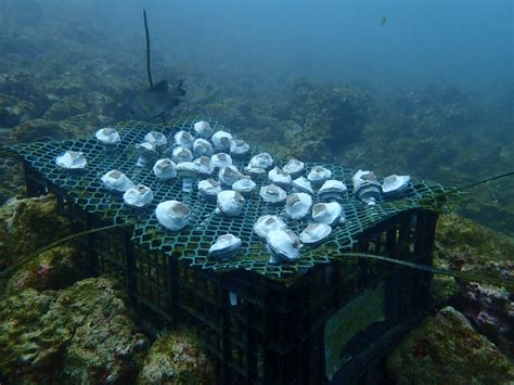 Projects and Research - Marine Conservation Costa Rica