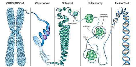 jak zmiescic dna  jadrze komorkowym powtorka  biologii