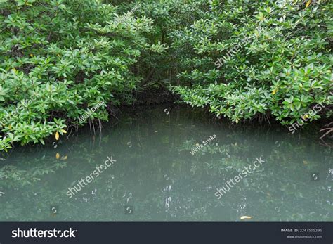 mangrove trees rhizophora apiculata petengoran mangrove stock photo