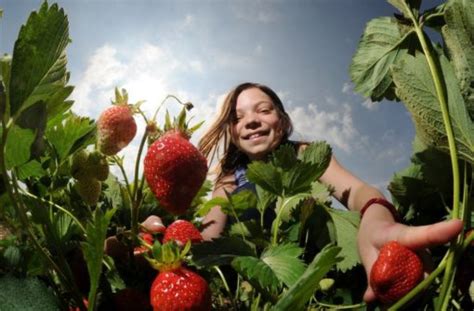 S E Fr Chtchen Erdbeeren Selbst Pfl Cken In Stuttgart Und Region