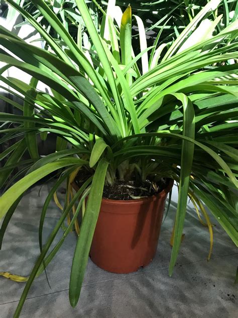 buy agapanthus africanus sell agapanthus africanus