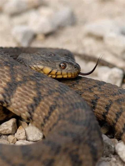 Discover The Largest Diamondback Water Snake Ever Found Az Animals