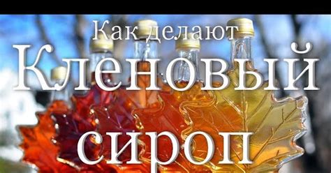 Как делают кленовый сироп | Пикабу