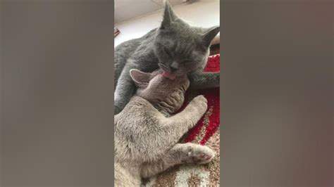 Britishshorthair Lilac And Blue Sisters Chilling Playing Relaxing