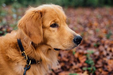 Enfermedad De Von Willebrand En Perros S Ntomas Causas Y Tratamiento