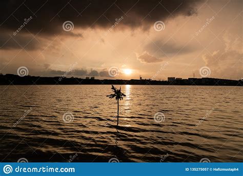 Lonely Tree during Sunset before the Storm Stock Image - Image of ...