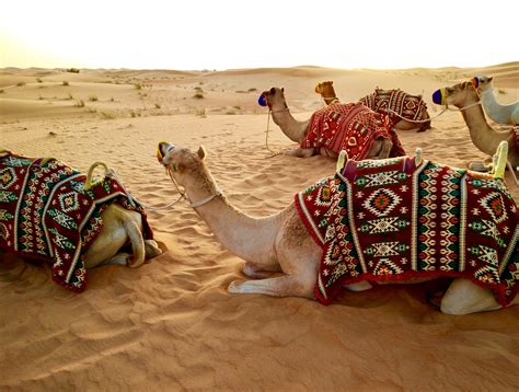 Book Desert Safari Dubai Morning @150 AED | Sunrise Desert Safari Dubai