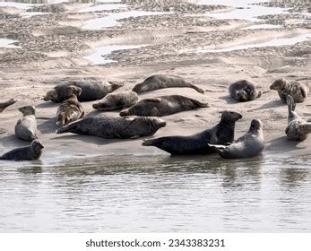 Grey Seal Tail Stock Photos and Pictures - 873 Images | Shutterstock