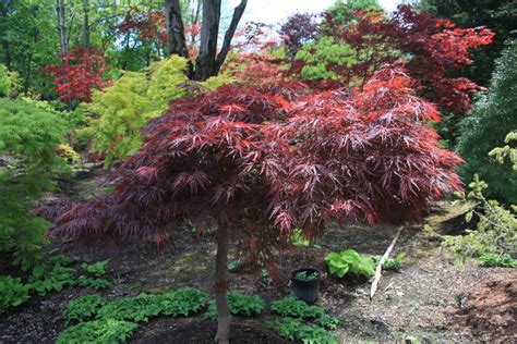 Acer Palmatum Var Dissectum Red Dragon Japanese Maple Leafland