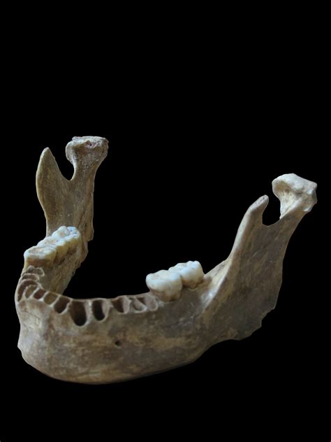 Neanderthal hybrid suggests modern humans bred with them much later