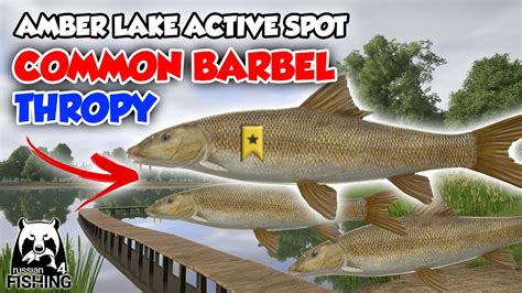 Common Barbel Trophy Active Spot Amber Lake Without Pva Russian